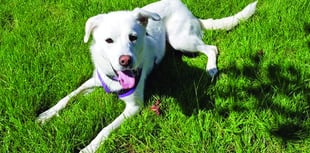 Puppy seeks new home after owner evicted