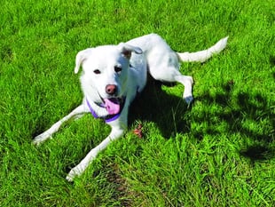 Puppy seeks new home after owner evicted
