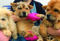 Chow Chow puppies found abandoned on common