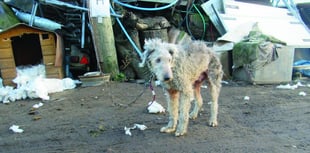 ‘One of the most difficult cases I’ve seen’: farmer jailed after animals suffered