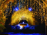Magical Glow will emphasise the beauty of winter garden