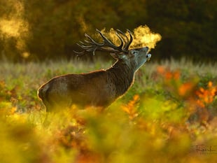 Capturing stunning images of the natural world