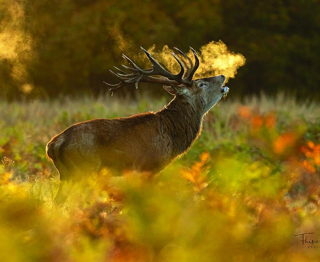 Capturing stunning images of the natural world