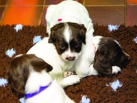 Drug sniffing pups bred using money from crime