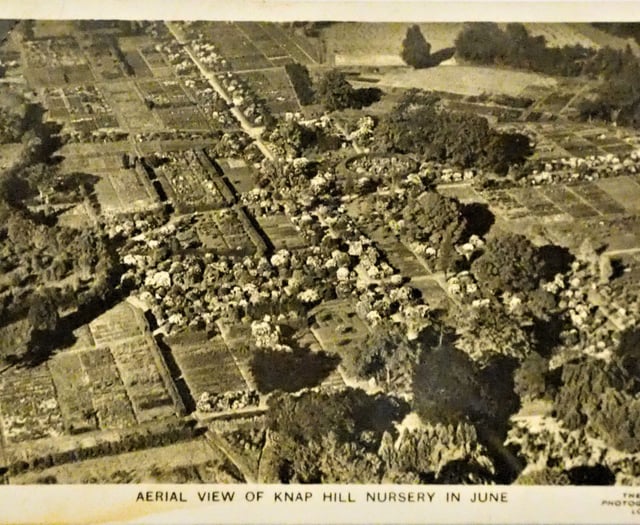 More memories of Knaphill Nursery