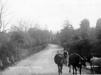 When cows walked alone through the village