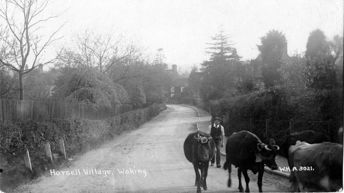 When cows walked alone through the village wokingnewsandmail.co.uk