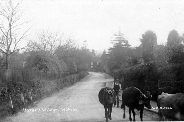 When cows walked alone through the village