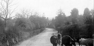 When cows walked alone through the village