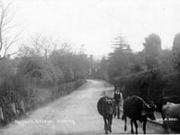 When cows walked alone through the village
