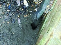 Residents claim lack of action has allowed plague of rats to grow