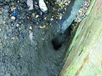 Residents claim lack of action has allowed plague of rats to grow