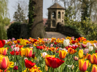 Enjoy a festival of tulips