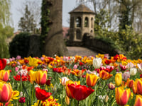 Enjoy a festival of tulips