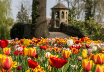 Enjoy a festival of tulips