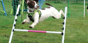 Fun for dogs and owners at fundraising agility tests