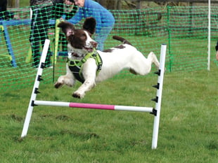 Fun for dogs and owners at fundraising agility tests