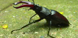 Join the Great Stag Hunt on the lookout for beetles