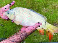 More than 200 fish rescued from village green’s pond