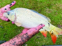 More than 200 fish rescued from village green’s pond