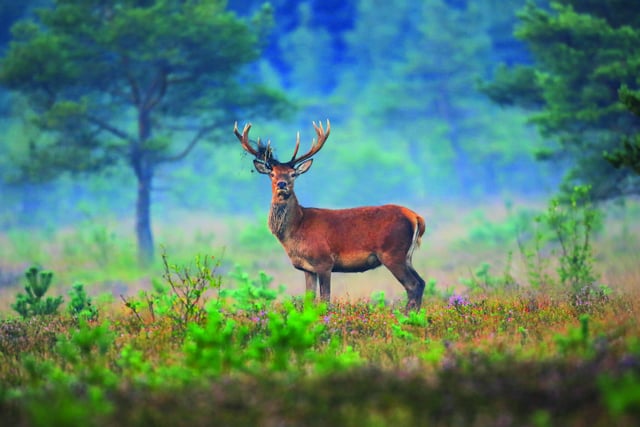 Campaign launched to help heathland recover from fierce wildfire