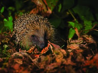 ‘Free-for-all’ plans put local flora and fauna at risk, warns Surrey Wildlife Trust