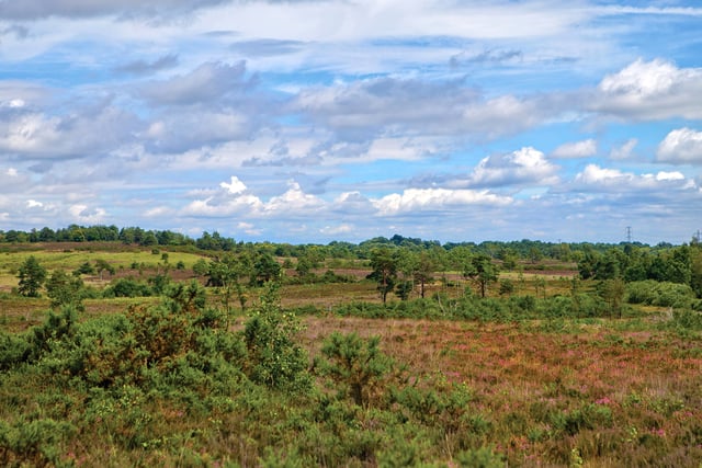 Satellite images and AI software to improve local wildlife habitats
