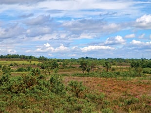 Satellite images and AI software to improve local wildlife habitats