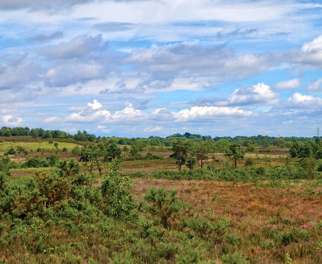 Satellite images and AI software to improve local wildlife habitats