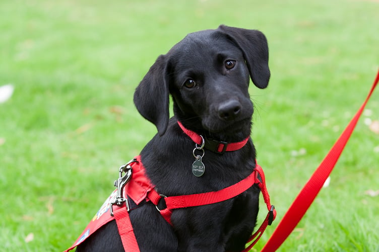 guide dog puppy