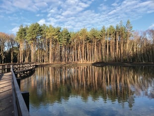 Opinion: Has tree felling and bridge building improved Horsell Common?