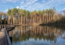 Opinion: Has tree felling and bridge building improved Horsell Common?