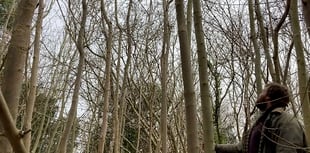 Trees being felled on local woodland to tackle Ash dieback