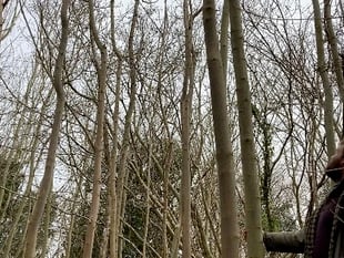 Trees being felled on local woodland to tackle Ash dieback