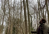 Trees being felled on local woodland to tackle Ash dieback