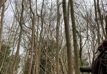Trees being felled on local woodland to tackle Ash dieback