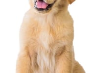 Guide dog charity seeking volunteers