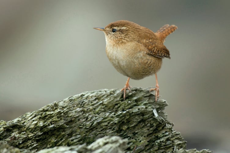 Wren Troglodytes troglodytes, perched on an old tree stump, Co. Durham, February
