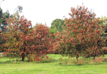 Arboretum is a local hidden gem