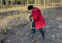 Community effort helps plant thousands of new trees