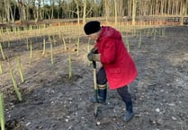 Community effort helps plant thousands of new trees