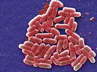 Global warming increases risk of salmonella outbreaks