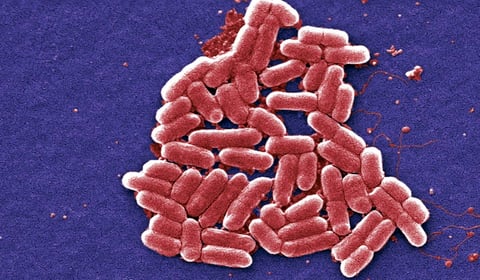 Global warming increases risk of salmonella outbreaks