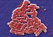 Global warming increases risk of salmonella outbreaks, Surrey scientists find