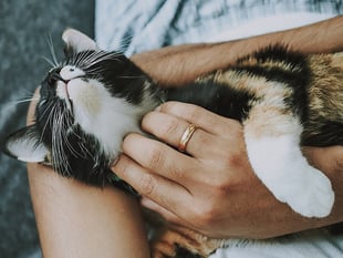 Man arrested following cat thefts in Chertsey