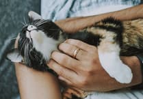 Man arrested following cat thefts in Chertsey