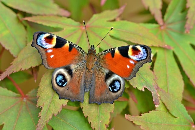 Beautiful visitors who flutter by to share our homes during winter