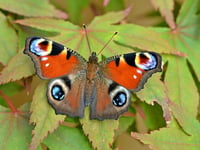 Beautiful visitors who flutter by to share our homes during winter