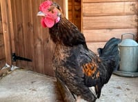 Pets' Corner: Have you room for a Homer or Simpson in your home?