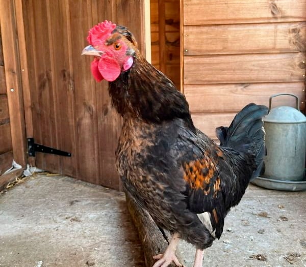 Pets' Corner: Have you room for a Homer or Simpson in your home?